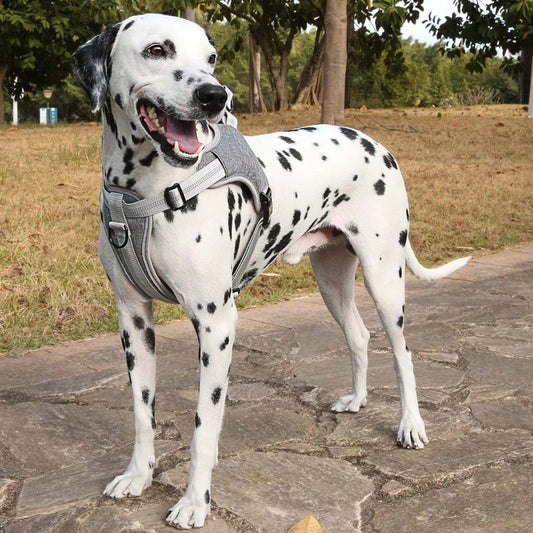 Arnés Para Perro Anti Tirones Acolchados Talle S-xxl Norplat